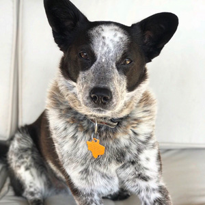 Black and white spotted helper dog