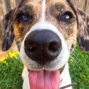 beagle mix helper dog