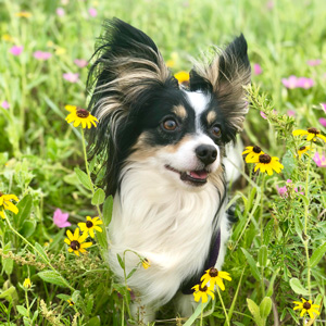 Small black and white helper dog