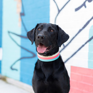 Black labrador helper dog