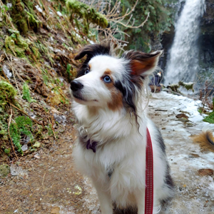 White dog with brown and black fur named Archer helper dog