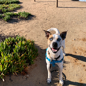 Brown and white helper dog named Rio